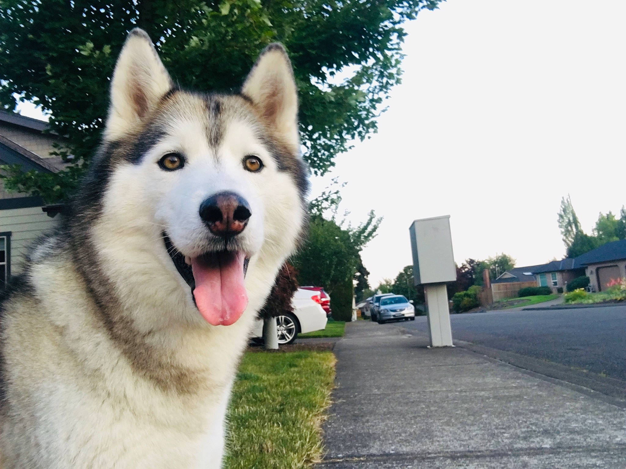 Silver joined the competition — help win amazing prizes! alaskan_malamute, canadian_eskimo_dog, canidae, carnivore, dog, dog_breed, east_siberian_laika, greenland_dog, mammal, native_american_indian_dog, northern_inuit_dog, saarloos_wolfdog, sakhalin_husky, seppala_siberian_sleddog, siberian_husky, sled_dog, snout, tamaskan_dog, vertebrate, wolfdog