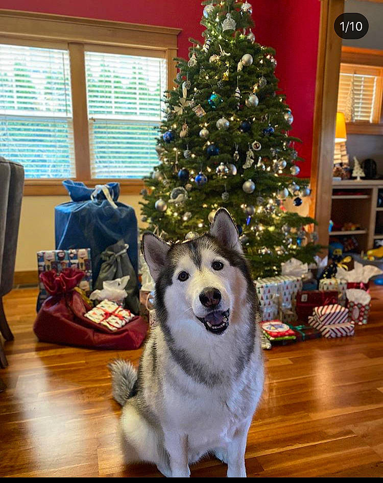 Silver joined the competition — help win amazing prizes! alaskan_malamute, canadian_eskimo_dog, canidae, carnivore, christmas, christmas_decoration, christmas_eve, christmas_ornament, christmas_tree, dog, dog_breed, mammal, norwegian_elkhound, sakhalin_husky, siberian_husky, tamaskan_dog, tree, vertebrate, wolfdog, woody_plant