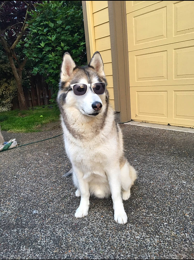 Silver joined the competition — help win amazing prizes! alaskan_klee_kai, alaskan_malamute, canadian_eskimo_dog, canidae, carnivore, dog, dog_breed, east_siberian_laika, jamthund, mammal, native_american_indian_dog, northern_inuit_dog, sakhalin_husky, seppala_siberian_sleddog, siberian_husky, sled_dog, tamaskan_dog, utonagan, vertebrate, west_siberian_laika