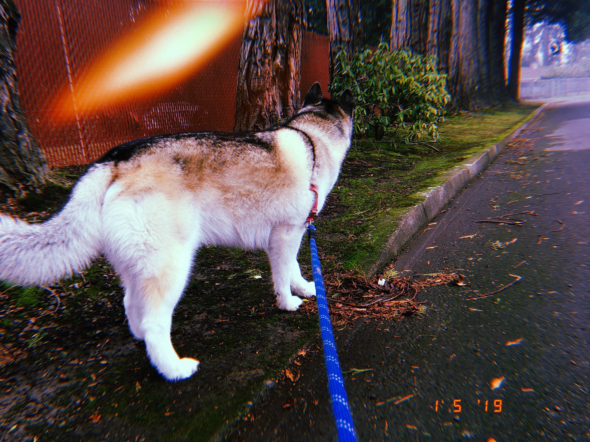 Silver is registered to the contest to win money with this photo: akita, alaskan_malamute, canidae, carnivore, cat, dog, dog_breed, felidae, fur, leash, mammal, native_american_indian_dog, siberian_husky, sporting_group, street, tail, thai_bangkaew_dog, tree, vertebrate