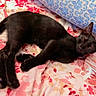 black_cat, cat, sleeping, bed, floral_bedspread, pillow, indoor, pet, feline, resting, cozy, animal, cute, ears, tail, whiskers, domestic_cat, relaxed, soft_fur, closeup