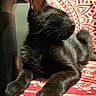black_cat, cat, animal, pet, feline, relaxed, sleeping, closeup, indoor, fabric, pattern, red, white, whiskers, paw, fur, cute, cozy, resting, domestic_animal