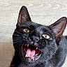 black_cat, cat, pet, animal, feline, close_up, mouth_open, teeth, tongue, whiskers, ears, eyes, indoor, cute, young_cat, fur, portrait, expression, curious, playful