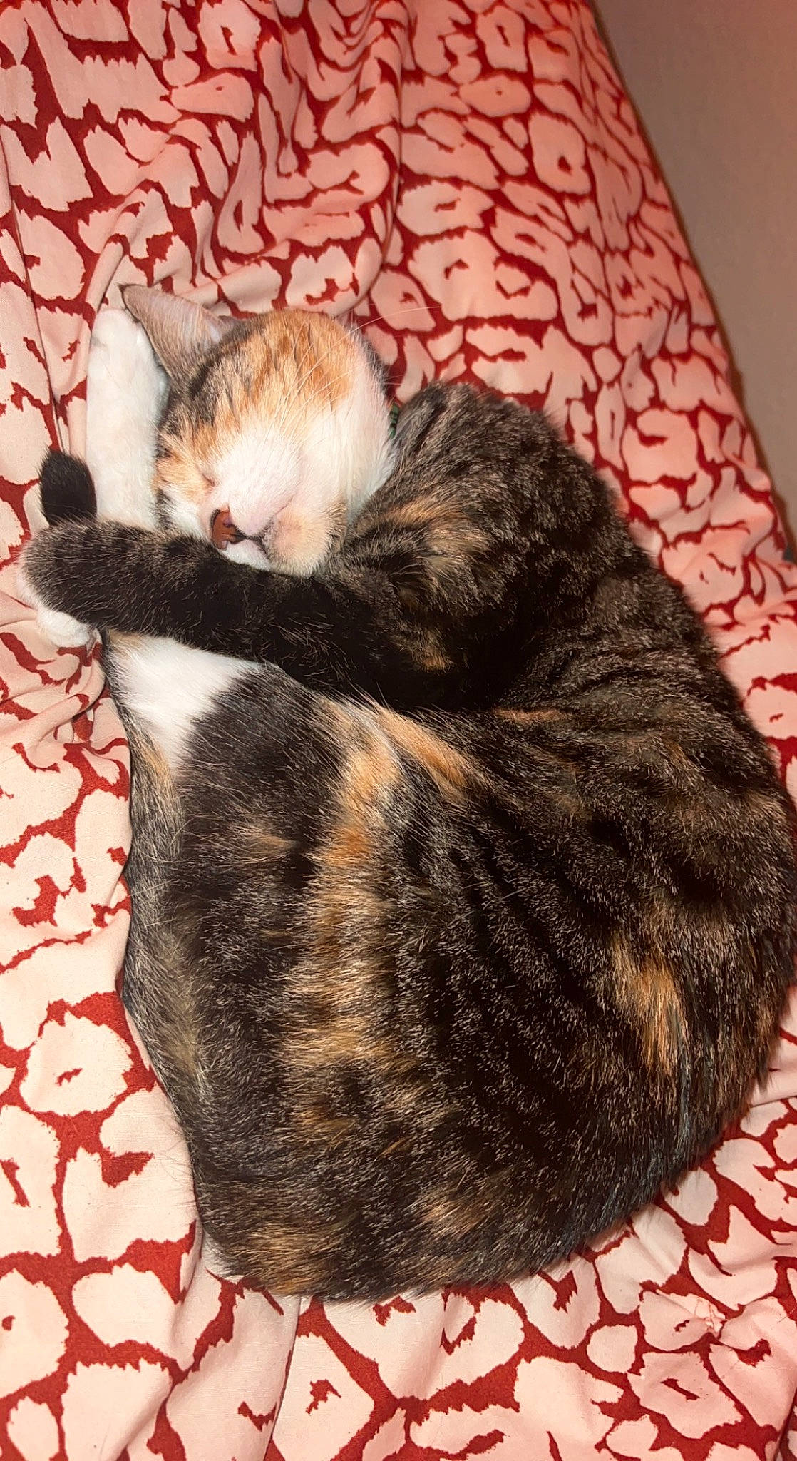 Dallas joined the competition — help win amazing prizes! carnivore, cat, claw, comfort, domestic_short_haired_cat, fawn, felidae, foot, fur, nap, pattern, paw, sleep, small_to_medium_sized_cats, tail, terrestrial_animal, textile, whiskers, woolen