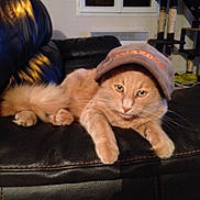 Stitch participe au concours pour gagner de l'argent avec cette photo : cat, orange_cat, pet, hat, cap, leather_couch, indoor, feline, animal, fur, whiskers, relaxed, domestic_cat, window, home, furniture, resting, cute, mammal, portrait
