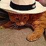cat, orange_cat, hat, fedora, white_hat, black_band, whiskers, paws, fur, blanket, indoor, curious, pet, cute, animal, domestic_cat, relaxed, soft_texture, closeup, resting
