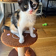 Abricot participe au concours pour gagner de l'argent avec cette photo : kitten, calico, cat, cat_tree, indoor, wooden_floor, toy, curious, pet, feline, sunlight, closeup, animal, small, cute, whiskers, ears, playful, cozy, home