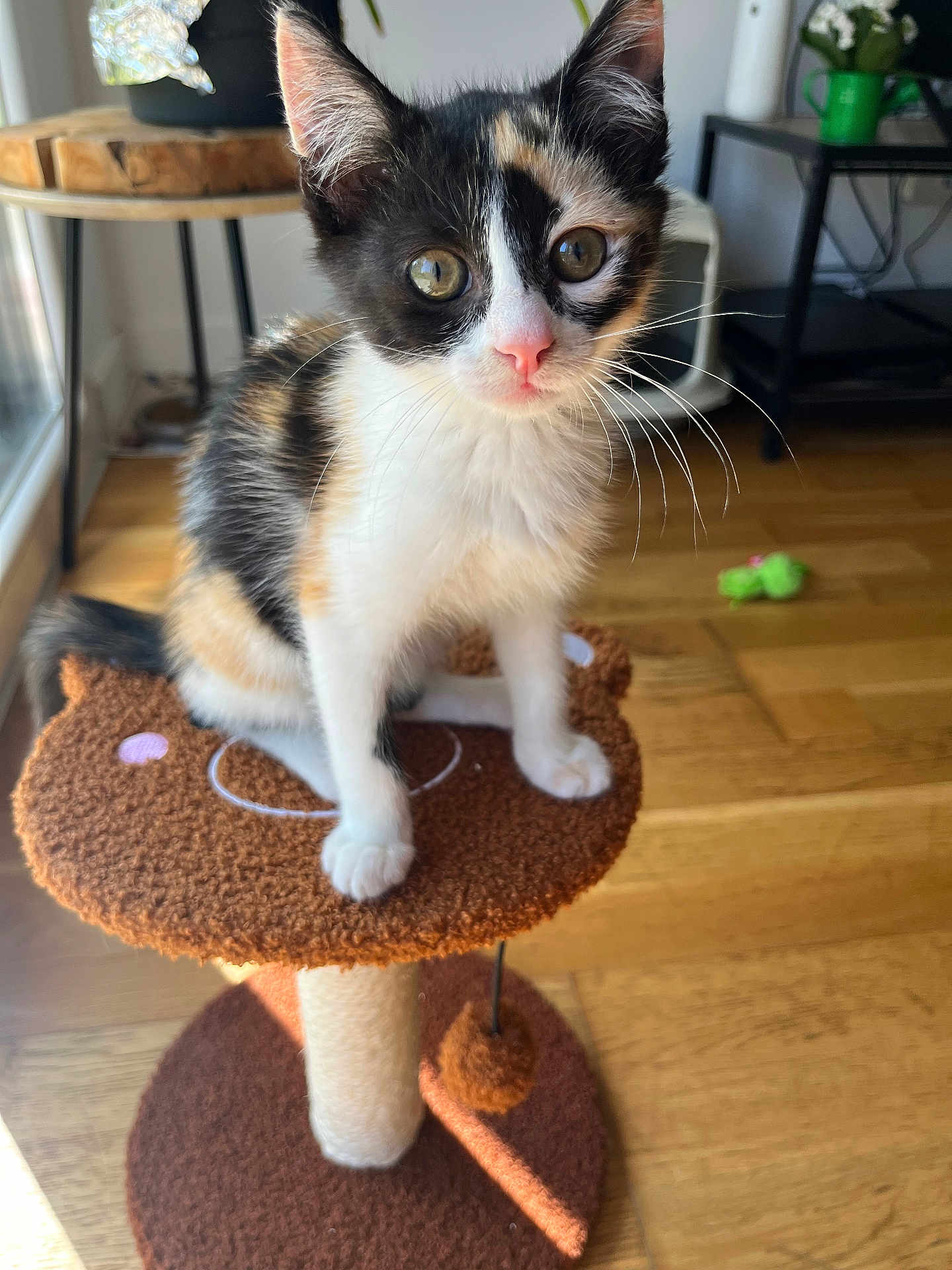 Abricot participe au concours pour gagner de l'argent avec cette photo : kitten, calico, cat, cat_tree, indoor, wooden_floor, toy, curious, pet, feline, sunlight, closeup, animal, small, cute, whiskers, ears, playful, cozy, home