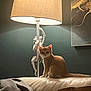 Mango is registered to the contest to win money with this photo: cat, lamp, monkey_sculpture, couch, leather, indoor, animal, pet, furniture, light, shadow, wall, decoration, cozy, curious, sitting, orange_cat, home, interior, soft_lighting