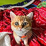 kitten, cat, orange_cat, white_fur, collar, bell, bed, blanket, red_blanket, white_blanket, indoor, pet, cute, whiskers, fur, face, eyes, curious, domestic_cat, cozy