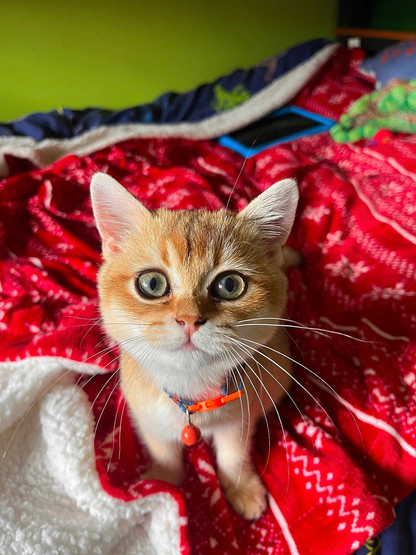 Mango