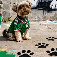 Cookie joined the competition — help win amazing prizes! dog, puppy, green_jersey, sportswear, paw_prints, concrete_floor, graffiti, street_art, outdoor, small_dog, brown_fur, black_nose, paint_splatter, wall_art, urban, sitting, cute, pet, canine, attentive