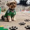 dog, puppy, green_jersey, sportswear, paw_prints, concrete_floor, graffiti, street_art, outdoor, small_dog, brown_fur, black_nose, paint_splatter, wall_art, urban, sitting, cute, pet, canine, attentive
