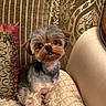 Cookie joined the competition — help win amazing prizes! dog, small_dog, yorkshire_terrier, pet, indoor, couch, pillow, quilted, curious, cute, furry, sitting, decor, luxury, patterned_wallpaper, brown, beige, cozy, animal, companion