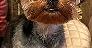 Cookie is registered to the contest to win money with this photo: dog, small_dog, cute, fluffy, pet, yorkshire_terrier, indoor, cushion, quilted, fur, animal, portrait, sitting, face, eyes, nose, ears, furniture, cozy, closeup