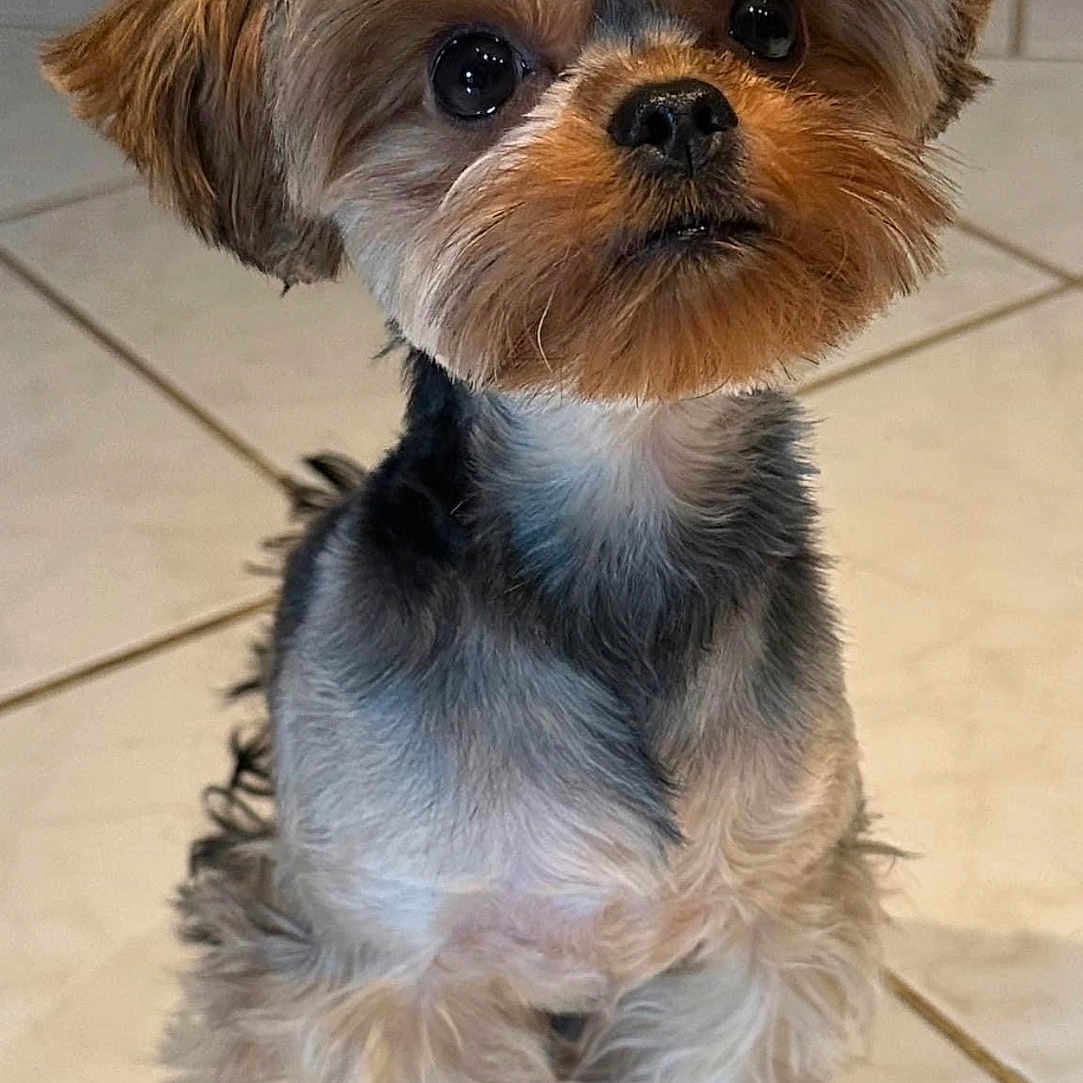 Cookie