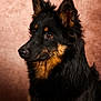 dog, black_fur, tan_fur, portrait, studio, pet, canine, closeup, animal, ears, fur, looking_away, profile, alert, brown_eyes, domestic_animal, mammal, companion, photography, background