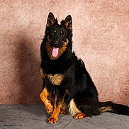 Volka participe au concours pour gagner de l'argent avec cette photo : dog, black, tan, fluffy, sitting, portrait, studio, paw, tongue, happy, pet, animal, fur, canine, background, indoor, looking, posing, brown, grey