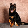 dog, black, tan, fluffy, sitting, portrait, studio, paw, tongue, happy, pet, animal, fur, canine, background, indoor, looking, posing, brown, grey