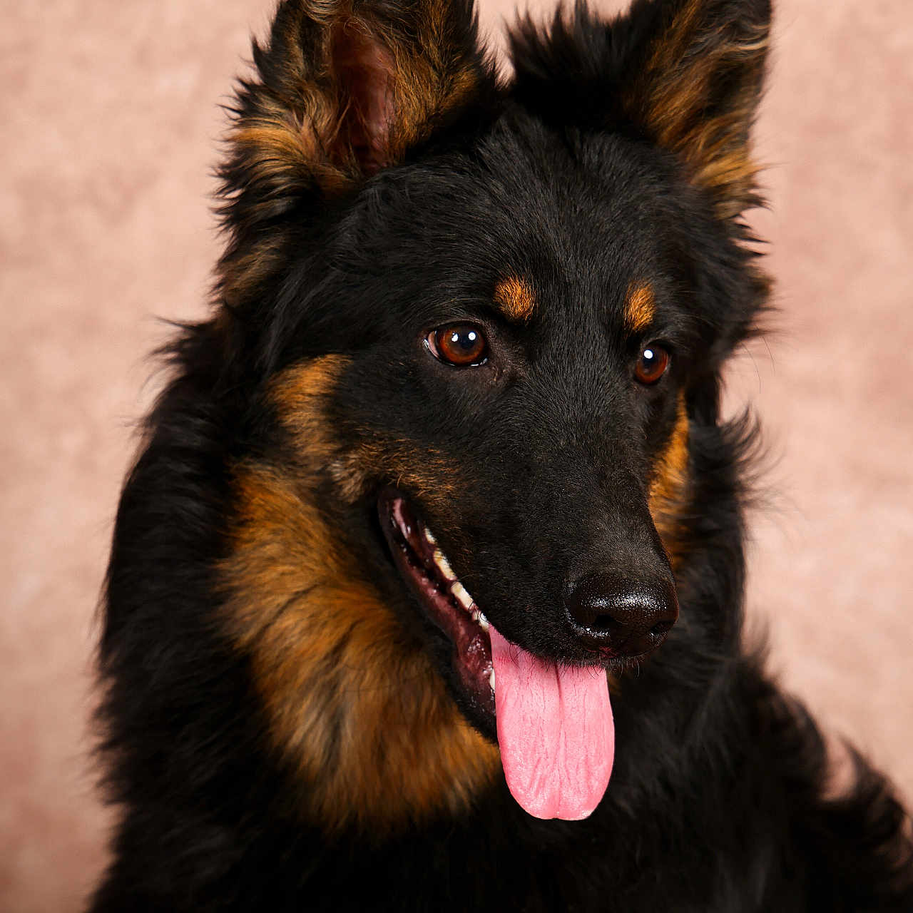 Volka a rejoint le concours — aidez-le/la à gagner de superbes lots ! animal, background_blur, black_and_tan, canine, close_up, dog, domestic_animal, ears_up, eyes, fluffy, furry, german_shepherd, happy, looking_away, muzzle, nose, pet, portrait, studio, tongue_out