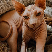 Groot participe au concours pour gagner de l'argent avec cette photo : sphynx_cat, cat, pet, hairless, wrinkled_skin, large_ears, green_eyes, animal, feline, indoors, blanket, cozy, texture, fur_texture, relaxed, close_up, portrait, cute, domestic_animal, resting