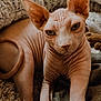 sphynx_cat, cat, pet, hairless, wrinkled_skin, large_ears, green_eyes, animal, feline, indoors, blanket, cozy, texture, fur_texture, relaxed, close_up, portrait, cute, domestic_animal, resting