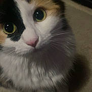 Lulu joined the competition — help win amazing prizes! cat, calico_cat, close_up, green_eyes, fluffy, pet, animal, curious, indoor, carpet, feline, whiskers, cute, portrait, looking_up, soft_fur, domestic_cat, mammal, face, sitting