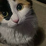 cat, calico_cat, close_up, green_eyes, fluffy, pet, animal, curious, indoor, carpet, feline, whiskers, cute, portrait, looking_up, soft_fur, domestic_cat, mammal, face, sitting