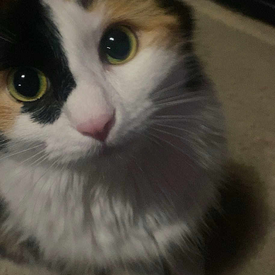 Lulu joined the competition — help win amazing prizes! cat, calico_cat, close_up, green_eyes, fluffy, pet, animal, curious, indoor, carpet, feline, whiskers, cute, portrait, looking_up, soft_fur, domestic_cat, mammal, face, sitting