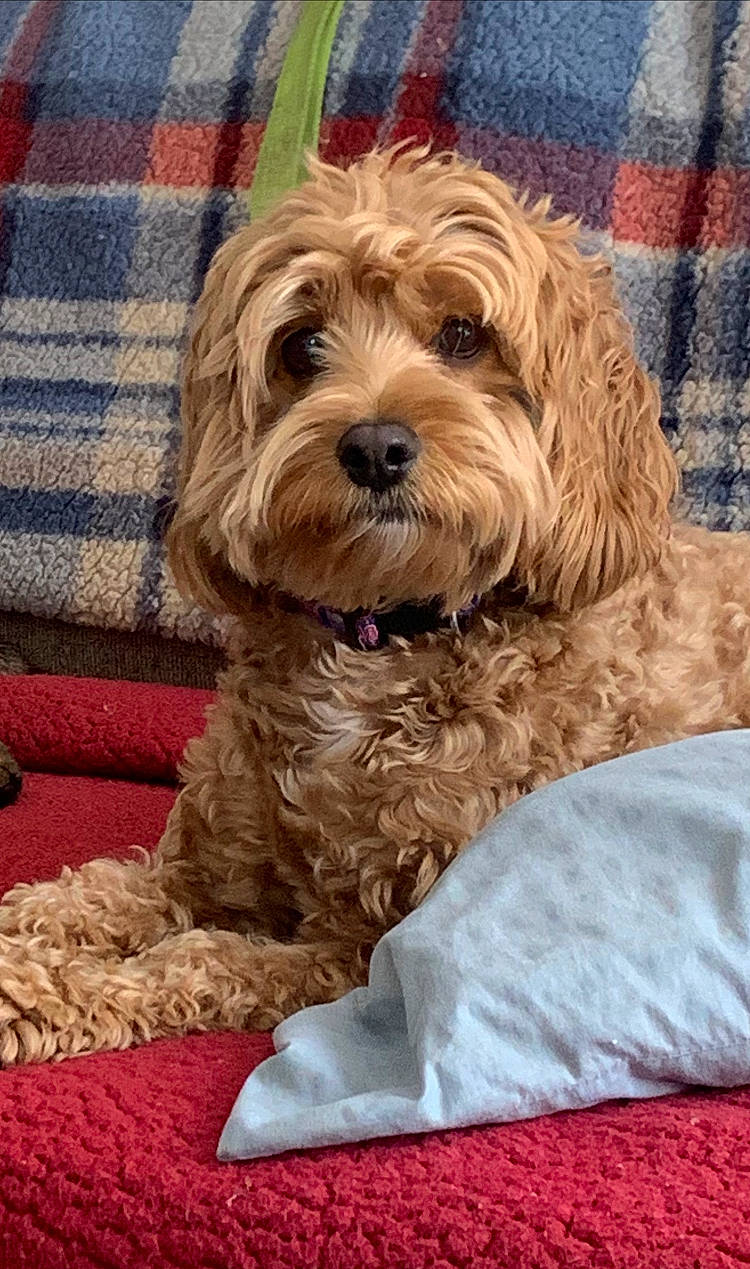 Zucc joined the competition — help win amazing prizes! canidae, carnivore, companion_dog, dog, dog_breed, dog_supply, firefighter, fur, liver, maltepoo, pattern, small_terrier, snout, sporting_group, tartan, terrier, toy_dog, water_dog, working_animal, yorkipoo