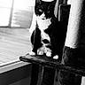 cat, tuxedo_cat, black_and_white, indoor, window, cat_tree, scratching_post, sitting, portrait, pet, feline, whiskers, ears, paws, long_tail, fur, home, natural_light, monochrome, alert