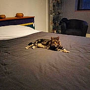 Sylvestre participe au concours pour gagner de l'argent avec cette photo : armchair, bed, cat, comfortable, cozy, domestic, evening, furniture, glass_cabinet, gray_bedspread, home, indoor, living_space, pet, quiet, relaxed, resting, striped, tabby_cat, window