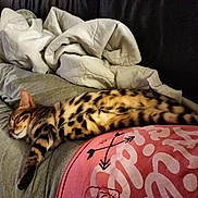 Appoline a rejoint le concours — aidez-le/la à gagner de superbes lots ! animal, blanket, cat, comfort, couch, cozy, fur, home, indoor, lap, laying, nap, person, pet, relaxation, rest, sleeping, soft, spotted_cat, striped