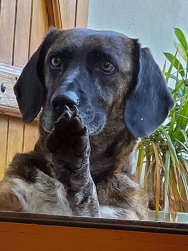 Chouquette participe au concours pour gagner de l'argent avec cette photo : borador, canidae, carnivore, companion_dog, dog, dog_breed, fawn, fur, guard_dog, gun_dog, liver, picture_frame, plant, rectangle, snout, sporting_group, terrestrial_animal, wood, working_animal, working_dog