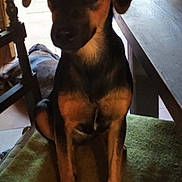 Oscar a rejoint le concours — aidez-le/la à gagner de superbes lots ! animal, black, brown, calm, canine, chair, dog, domestic, ears, face, floor, furniture, indoor, legs, pet, sitting, table, tile_floor, towel, wood