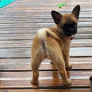 Moka a rejoint le concours — aidez-le/la à gagner de superbes lots ! puppy, dog, wooden_deck, outdoor, wet_surface, grass, toy, play_area, pet, curious, young_dog, fur, ears, tail, collar, brown, black_face, standing, back_view, daylight