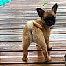 puppy, dog, wooden_deck, outdoor, wet_surface, grass, toy, play_area, pet, curious, young_dog, fur, ears, tail, collar, brown, black_face, standing, back_view, daylight