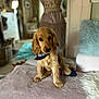 Albert participe au concours pour gagner de l'argent avec cette photo : puppy, dog, golden_retriever, bandana, blanket, indoor, mannequin, decor, soft_furniture, cozy, vintage, pet, cute, fur, animal, portrait, curious, brown, sitting, home
