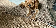 Albert participe au concours pour gagner de l'argent avec cette photo : dog, golden_retriever, puppy, indoor, rug, woven_rug, floor, toy, blurred_background, furniture, wood, cozy, pet, animal, laying_down, ears, closeup, brown, home, cute