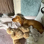 Albert participe au concours pour gagner de l'argent avec cette photo : dog, golden_dog, blanket, pillow, plush_toy, soft_texture, indoor, resting, cozy, fur, wooden_panel, decor, stuffed_animal, pink, beige, relaxing, couch, home, pet, animal