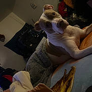Romeo is registered to the contest to win money with this photo: dog, pet, bed, bedroom, lying_down, sitting, head_tilt, white_dog, brown_patches, short_hair, collar, blanket, pillow, bedspread, indoor, home, cozy, clutter, portrait, funny