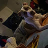 dog, pet, bed, bedroom, lying_down, sitting, head_tilt, white_dog, brown_patches, short_hair, collar, blanket, pillow, bedspread, indoor, home, cozy, clutter, portrait, funny