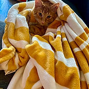 Berry is registered to the contest to win money with this photo: cat, orange_tabby, blanket, striped_blanket, cozy, indoor, pet, fur, couch, pillow, relaxed, snuggled, curious, animal, domestic_cat, soft_texture, window, home, resting, comfortable