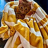 cat, orange_tabby, blanket, striped_blanket, cozy, indoor, pet, fur, couch, pillow, relaxed, snuggled, curious, animal, domestic_cat, soft_texture, window, home, resting, comfortable