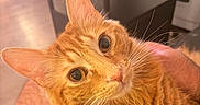 Berry is registered to the contest to win money with this photo: cat, ginger_cat, pet, close_up, whiskers, indoor, feline, fur, curious, eyes, animal, mammal, cute, domestic_animal, face, portrait, warm_light, holding, human_hand, cozy