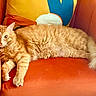 Berry is registered to the contest to win money with this photo: cat, orange_tabby, feline, pet, animal, fur, whiskers, relaxed, lounging, chair, armchair, cushion, orange, yellow, blue, indoor, cozy, home, resting, cute