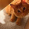 Berry is registered to the contest to win money with this photo: cat, ginger_cat, pet, animal, carpet, indoor, furniture, curious, whiskers, ears, closeup, orange_fur, cute, looking_up, soft_light, cozy, floor, paws, domestic, young_cat