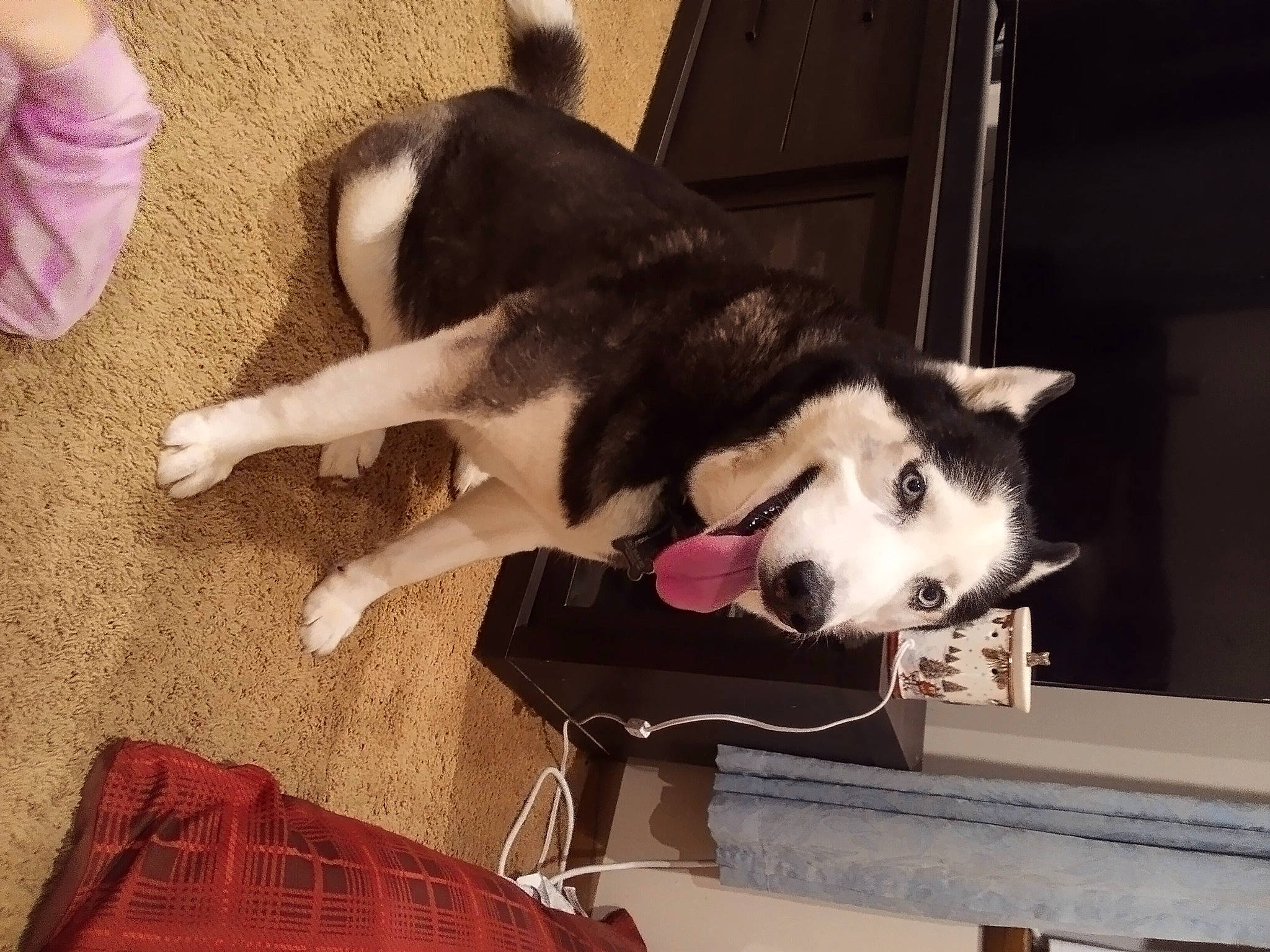 Orion joined the competition — help win amazing prizes! ancient_dog_breeds, bag, canis, carnivore, companion_dog, dog, dog_breed, flooring, fur, luggage_and_bags, non_sporting_group, plaid, siberian_husky, sled_dog, snout, sporting_group, tail, tartan, working_animal, working_dog