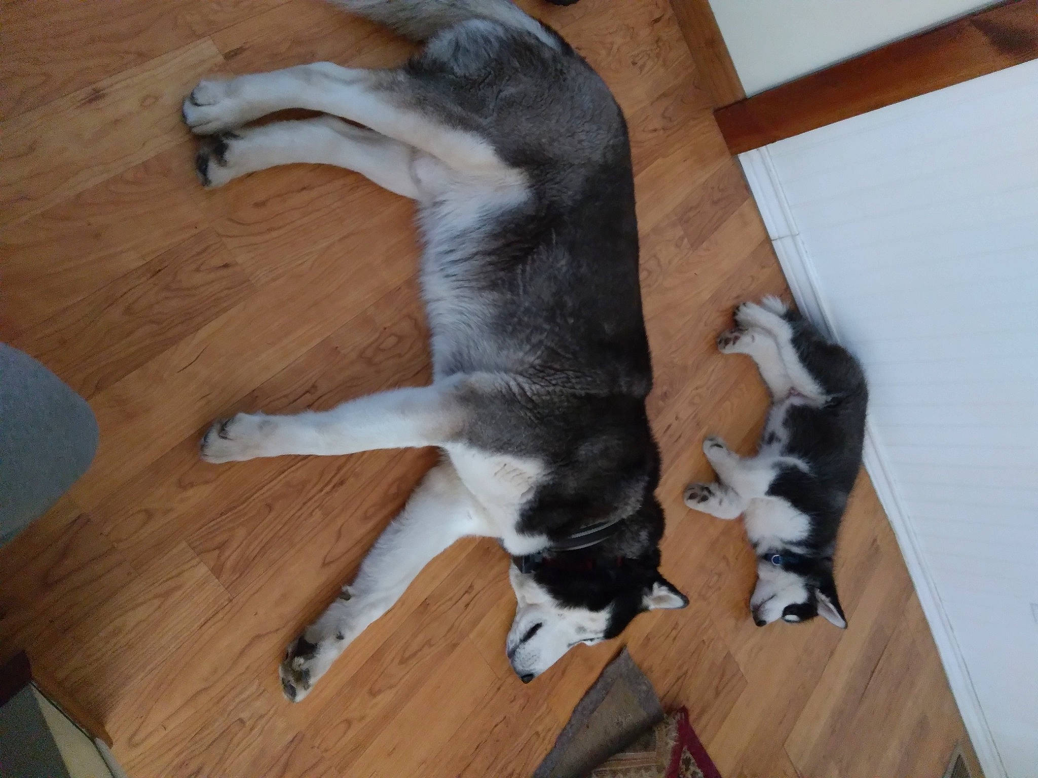 Orion is registered to the contest to win money with this photo: carnivore, comfort, companion_dog, dog, dog_breed, felidae, floor, flooring, fur, hardwood, paw, small_to_medium_sized_cats, sporting_group, tail, terrestrial_animal, varnish, wood, wood_flooring, wood_stain, working_animal