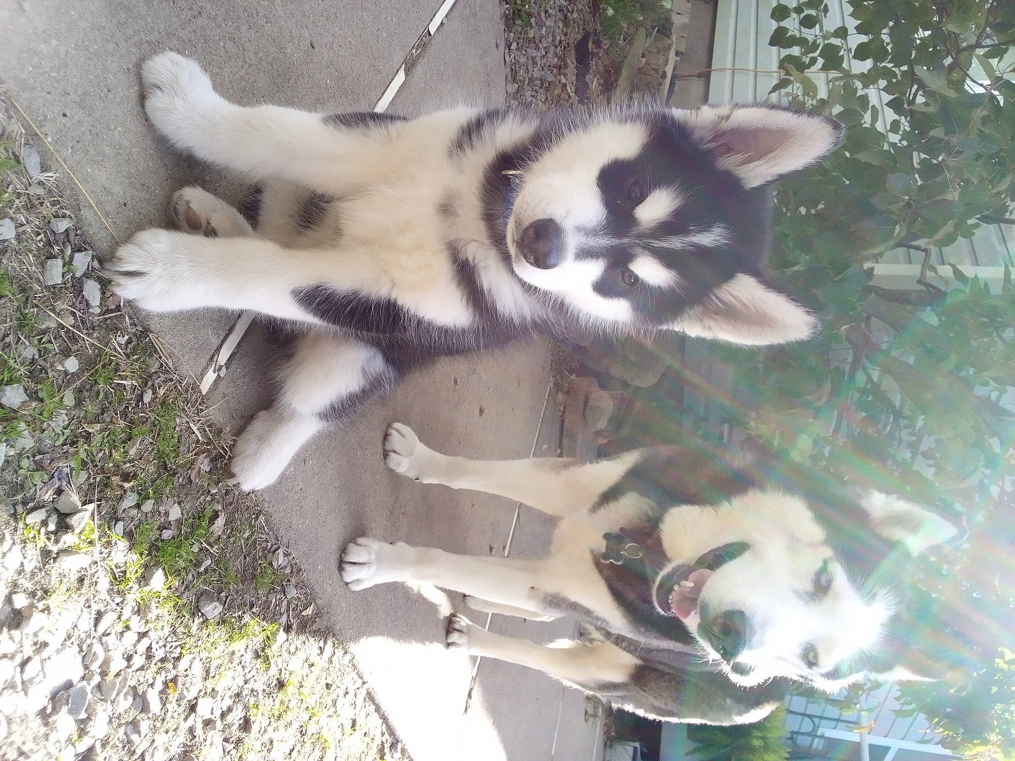 Orion is registered to the contest to win money with this photo: canidae, carnivore, companion_dog, dog, dog_breed, fawn, fur, mammal, non_sporting_group, paw, sled_dog, snout, sporting_group, terrestrial_animal, vertebrate, working_animal